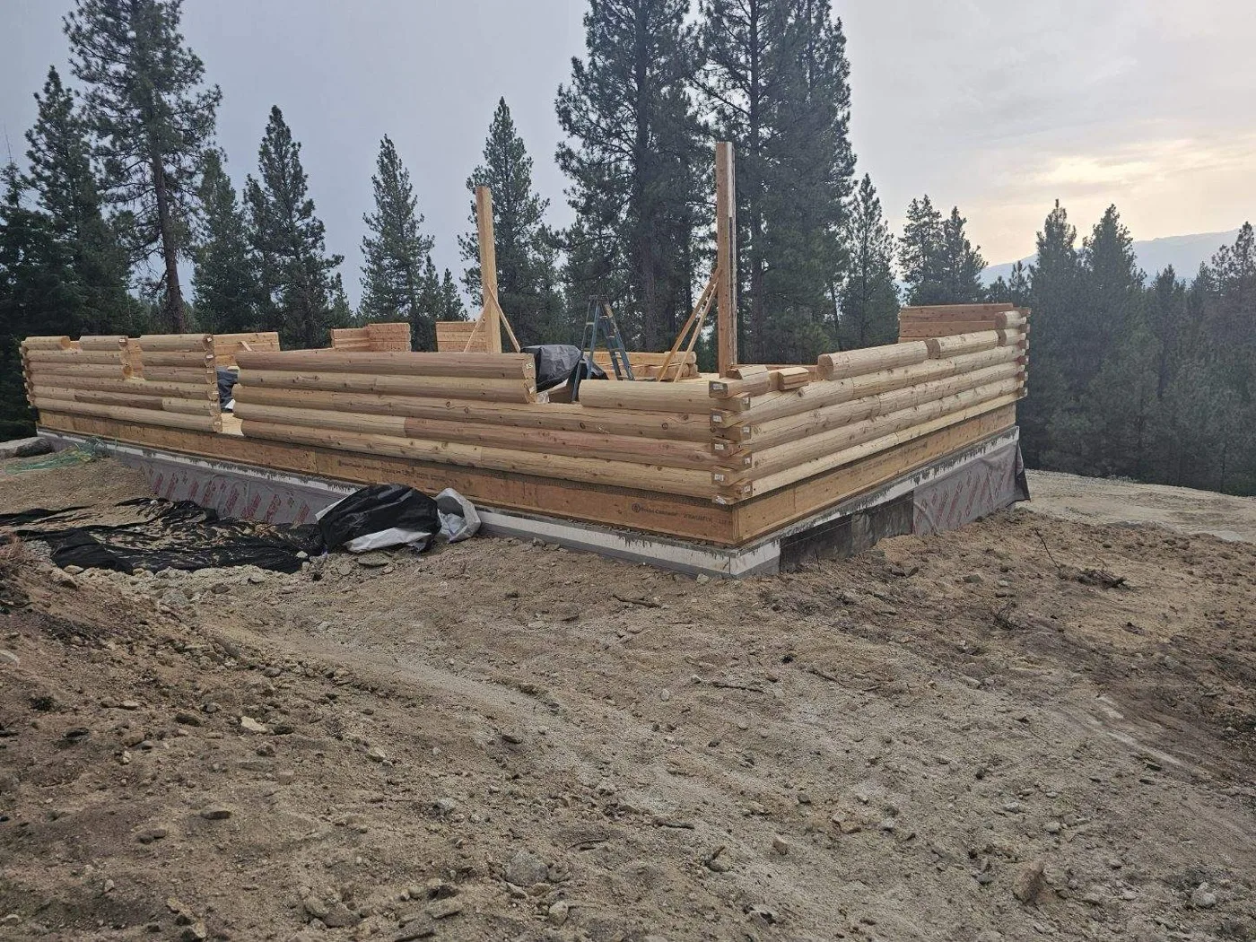 First courses of milled logs crossing at the corners on a wrapped foundation, braced posts standing, on a graded pad ringed by tall pines